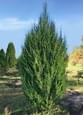 Juniperus scopulorum Skyrocket